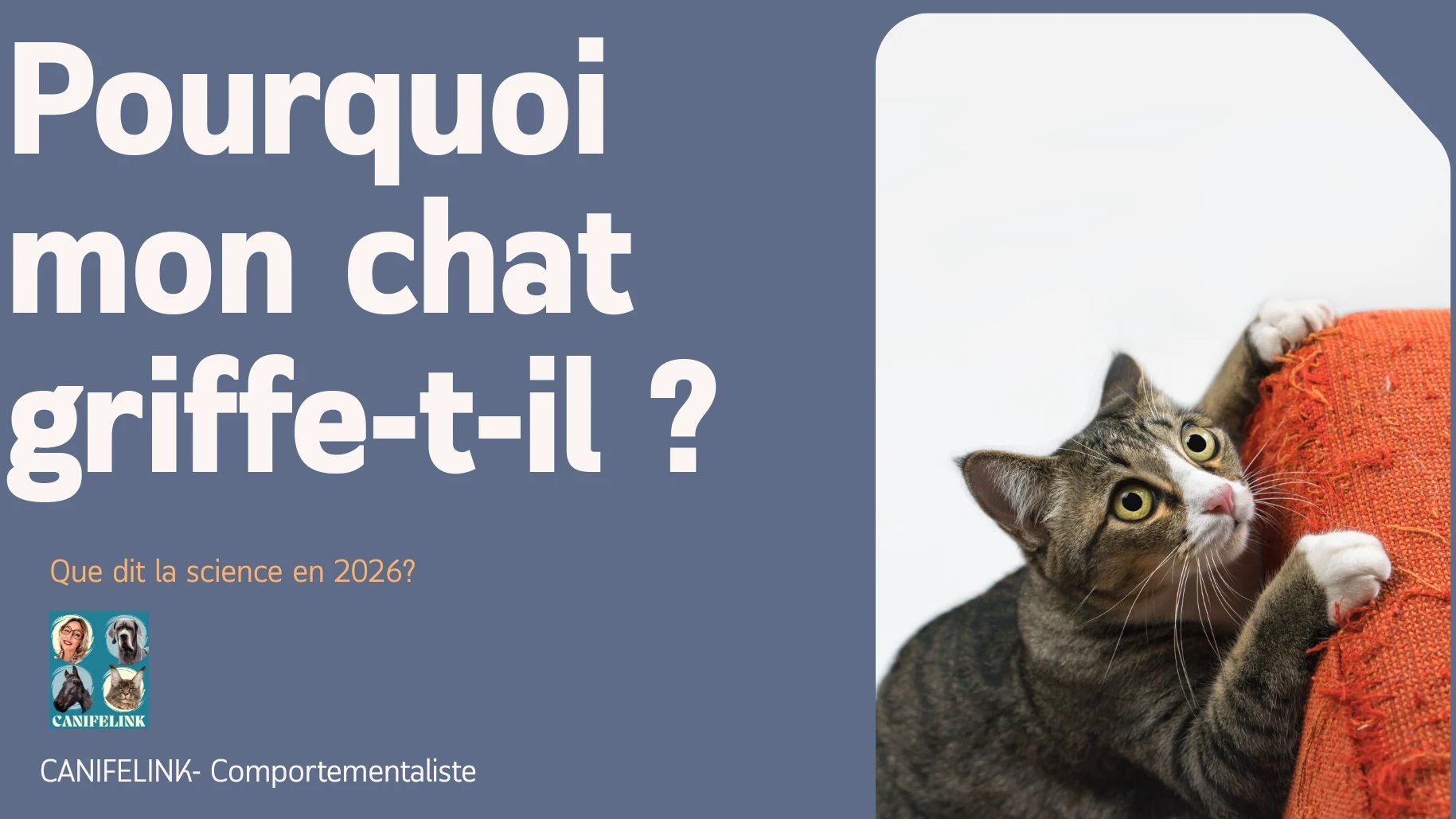 Pourquoi mon chat griffe il